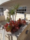 Miniature front garden with palm trees and ornamental plants with large red leaves near a house in Malta Royalty Free Stock Photo