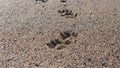 Foot prints in the sand Royalty Free Stock Photo