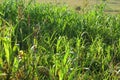 A bright sunny fresh photograph of a bright green sorghum plantation field