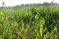 A bright sunny fresh photograph of a bright green sorghum plantation field