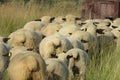 Closeup of a herd of sheep bums while walking away through long grass.