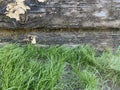 A bright, sunny green grass border edge of old farm barn shed wall with detailed shadows and highlights on the weathered wooden Royalty Free Stock Photo