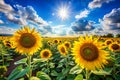 A field of sunflowers on a blue sky Royalty Free Stock Photo