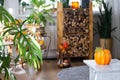 Bright sunny interior of the house with with firewood, an armchair, large potted plants and an autumn decor of pumpkins for