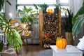 Bright sunny interior of the house with with firewood, an armchair, large potted plants and an autumn decor of pumpkins for