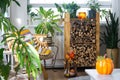 Bright sunny interior of the house with with firewood, an armchair, large potted plants and an autumn decor of pumpkins for