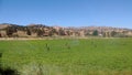 Bright sunny sky fuels the crop to feed the cattle Royalty Free Stock Photo