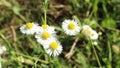 Round sunny daisies on blurred meadow background Royalty Free Stock Photo