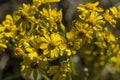 Appalachian Ragwort Wildflowers - Packera anonyma