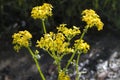 Appalachian Ragwort Wildflowers - Packera anonyma