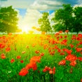Bright sunrise in field Royalty Free Stock Photo