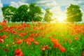 Bright sunrise in field Royalty Free Stock Photo