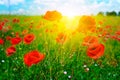 Bright sunrise in field Royalty Free Stock Photo
