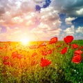 Bright sunrise in poppy field Royalty Free Stock Photo