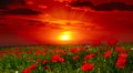 Bright sunrise in poppy field Royalty Free Stock Photo