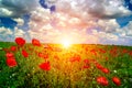 Bright sunrise in poppy field Royalty Free Stock Photo