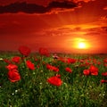 Bright sunrise in poppy field Royalty Free Stock Photo