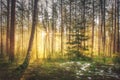 Bright sunrise and sunshine in picturesque spring forest in morning. Sun rays through trees of forest. Scenic natural landscape Royalty Free Stock Photo