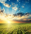 Bright sunset in clouds over green grass Royalty Free Stock Photo