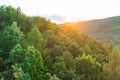 Bright sunset light breaks through treetops in highland Royalty Free Stock Photo