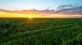 Bright sunset over wheat field. Royalty Free Stock Photo