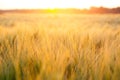 Bright sunset over wheat field. Royalty Free Stock Photo