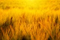 Bright sunset over wheat field. Royalty Free Stock Photo