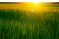 Bright sunset over wheat field. Royalty Free Stock Photo