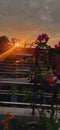 Bright sunset rays from rooftop railing with flowers Royalty Free Stock Photo