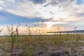 Bright sunset on the sea on the background of grass growing on the beach Royalty Free Stock Photo