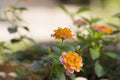 On bright sunshine days, there are beautiful orange and red flowers.