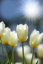 Bright sunshine over tulip flowers in a garden or field outdoors. Closeup of a beautiful bunch of flowering plants with