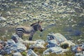 In bright sunshine, a young male cape mountain zebra stands among orange lichen-covered grey textured rocks and white fynbos Royalty Free Stock Photo