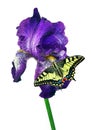 Bright swallowtail butterfly on colorful blue iris flower isolated on white Royalty Free Stock Photo