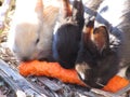 Bright attractive yellow and black baby bunny rabbits sharing a carrot treat, 2019