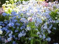 Bright sweet colorful blue forget-me-not flowers blooming in Springtime 2021 Royalty Free Stock Photo