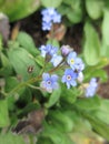 Bright sweet colorful blue forget-me-not flowers blooming in Springtime 2021 Royalty Free Stock Photo