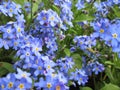 Bright sweet colorful blue forget me not flowers blooming in springtime 2021 Royalty Free Stock Photo