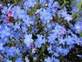 Bright sweet colorful blue forget me not flowers blooming in springtime 2021 Royalty Free Stock Photo