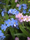 Bright sweet colorful blue forget me not flowers blooming in springtime 2021 Royalty Free Stock Photo