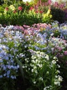 Bright sweet colorful blue pink forget-me-not flowers blooming in Springtime 2021 Royalty Free Stock Photo