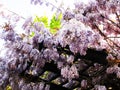 Bright sweet colorful purple violet Japanese Wisteria flowers blooming in springtime 2021 Royalty Free Stock Photo