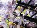 Bright sweet colorful purple violet Japanese Wisteria flowers blooming in springtime 2021 Royalty Free Stock Photo