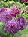 Bright sweet colorful `Rhapsody in Blue` rosa rose flowers and field blooming at Stanley Park Garden Royalty Free Stock Photo