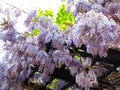 Bright attractive colorful soft light purple violet Japanese Wisteria flowers blooming in Spring 2021 Royalty Free Stock Photo