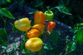 bright sweet peppers on the bed Royalty Free Stock Photo