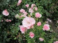 Bright attractive colorful soft light pink Royal Bonica roses rosa flowers blooming in June 2021 Royalty Free Stock Photo