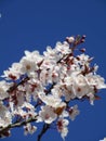 Bright sweet white plum blossom flowers Prunus Mume blooming in 2020 Royalty Free Stock Photo