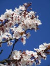 Bright sweet white plum blossom flowers Prunus Mume blooming in 2020 Royalty Free Stock Photo