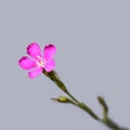 Bright tender pink wild clove, closeup isolated on a light background. Saturated purple five-petal meadow Dianthus pratensis